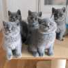 rozkošná britská krátkosrstá koťata