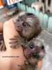 Prodej 9 týdnů starých opic Baby Marmoset.