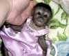 dětské kapucínské opice na prodej.-