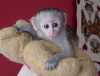 Priateľské opice kapucínky na predaj.