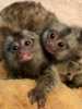 zdravé opice dětské kosmani na prodej-