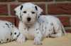 šťastná štěňata dalmatinů na prodej do nových domo