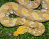 albín python na prodej