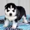 Cachorros de husky siberiano en adopción