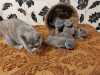 Britská krátkosrstá kočka a samice kočky k adopci