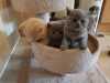 Britská krátkosrstá šedá koťata prodej za výhodnou
