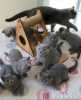 Roztomilá britská krátkosrstá koťata na prodej