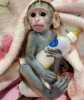 Samec a samice kapucínské opice na prodej
