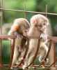 Dobře vycvičené kapucínské opice k adopci