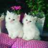 krásná perská koťátka k adopci