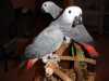 Mluvící afričtí šedí papoušci k dispozici