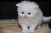 Prodám bílá perská koťátka