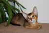 Vynikající habešská koťata dostupná pro všechny do