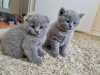 registrovaná britská krátkosrstá koťata
