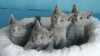 Roztomilá ruská modrá koťátka a samice