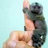 prstové opice kosman na prodej