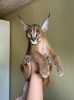 4 týdny stará koťátka Savannah Serval a Caracal