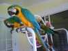 Milující papoušek ara hyacintový
