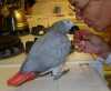 Přátelští afričtí šedí papoušci k dispozici