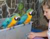 přátelský modrý a zlatý papoušek ara