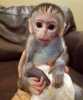 krásná volná kapucínská opice