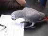 Ręcznie podniesione szare papugi afrykańskie