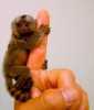 Rozkošné opice marmoset
