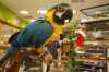 Papoušci  Ara 1 rok starý