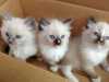 zdravá perská koťata k adopci