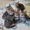 inteligentní bengálská koťata k adopci