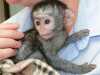 Prodám 9týdenní mláďata kapucínských opic.