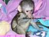 Zdravá mláďata kapucínských opic na prodej#