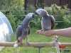 Mluvící pár afrických papoušků šedých s klecí