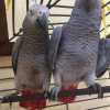 Afričtí papoušci šedí k adopci