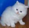 rozkošná perská koťátka k adopci
