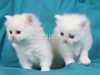 krásná perská koťátka k adopci