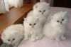 Dobře socializovaná perská koťata k adopci