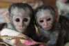 dobře vycvičené kapucínské opice k adopci