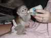 vycvičené kapucínské opice k adopci