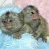 roztomilé opice marmoset k adopci
