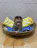 Zdarma  miminko kapucínské opice k adopci zdarma..