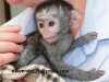 Přátelské dětské kapucínské opice na prodej,2