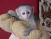 Přátelské dětské kapucínské opice na prodej,2m