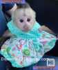 Přátelské dětské kapucínské opice na prodej