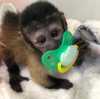 2 Rozkošné dítě kapucínské opice na Vánoce-