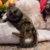 Opice marmoset k adopci