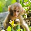 kapucínské opice k dispozici pro navrácení
