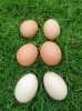 Slepičí domáci vajíčka