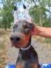 Doberman puppies of both sexes