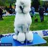 Standard poodle